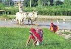 खुशखबरी : कोरोना संकट के बीच किसानों के लिए आई अच्छी खबर,मौसम विभाग ने मानसून सीजन में 100 फीसदी बारिश की जताई संभावना, अन्नदाता के खिले चेहरे