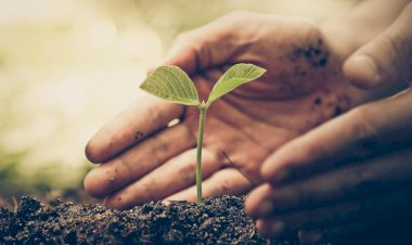 यदि जाना है हज यात्रा पर, तो लगाना होगा पेड़