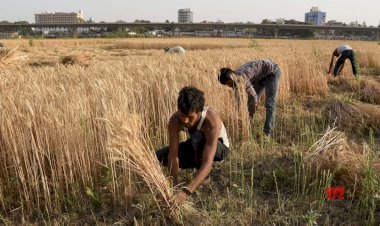 लॉकडाउन से किसान भारी संकट में, गेंहू की फसल काटने को नहीं मिल रहे मजदूर, किसान नेताओं ने चेताया है कि समस्याओं को समय रहते नहीं सुलझाया गया तो बीमारी से ज्यादा भुखमरी से मौतें होंगी।