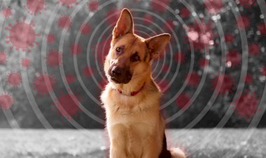 इंसानों में मिला कुत्तों का कोरोना वायरस, जानें क्या है यह बला, कितनी बड़ी है यह टेंशन?