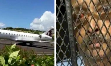 मेहुल पर काम नहीं आई चौकसी, खाली हाथ ही डोमिनिका से उड़ा भारतीय विमान?