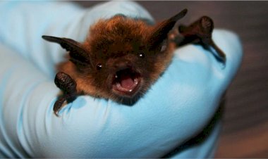 कुछ तो है! चमगादड़ों की गुफाओं की जांच से क्यों डर रहा चीन, WHO की मांग को किया खारिज