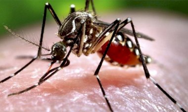 कानपुर में जीका वायरस का कहर: 30 नए मरीज, कुल संख्या 66 हुई