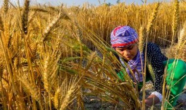रूस-यूक्रेन युद्ध से भारत के किसानों को मिल रहा फायदा, बाजार में MSP से ज्यादा गेहूं का दाम