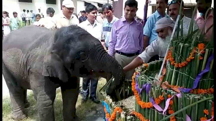 कॉर्बेट टाइगर रिजर्व प्रशासन ने  पेश की प्रेम और मानवता की मिसाल, धूमधाम से मनाया नन्हे सावक ‘सावन’ का जन्मदिन