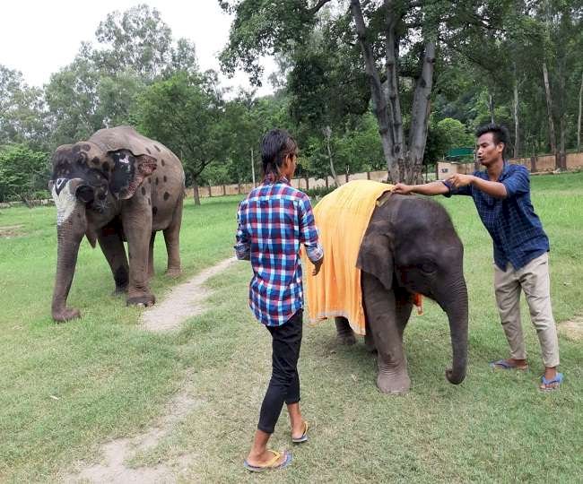 कॉर्बेट टाइगर रिजर्व प्रशासन ने  पेश की प्रेम और मानवता की मिसाल, धूमधाम से मनाया नन्हे सावक ‘सावन’ का जन्मदिन