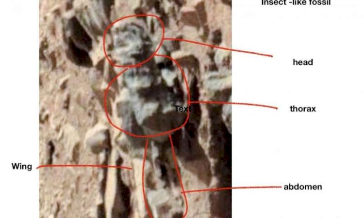 मंगल पर फिर मिले जीवन के संकेत,अमेरिकी प्रोफेसर ने सापों और मख्खियों जैसी आकृति होने का किया दावा, NASA के मार्स रोवर की तस्वीरों का दिया हवाला